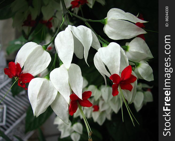 White With Red