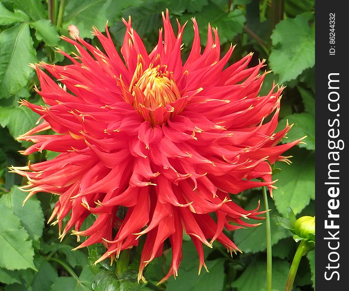 Red Double Cactus Dahlia