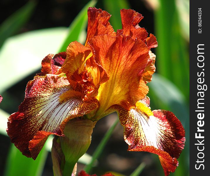 red-and-white bearded iris