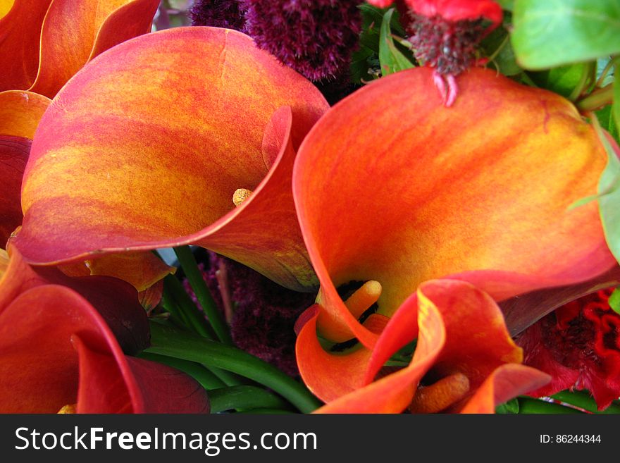 red-orange dwarf calla lilies