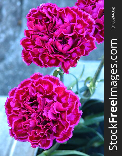 pink-and-red carnations