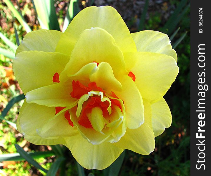 yellow double daffodil with red