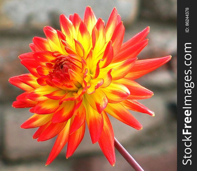 red and yellow cactus dahlia