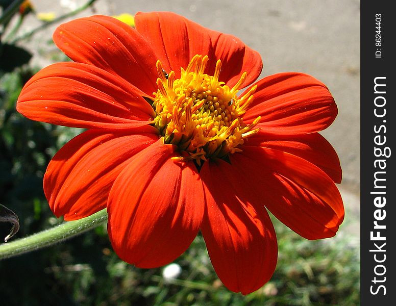 Red-orange Daisyoid