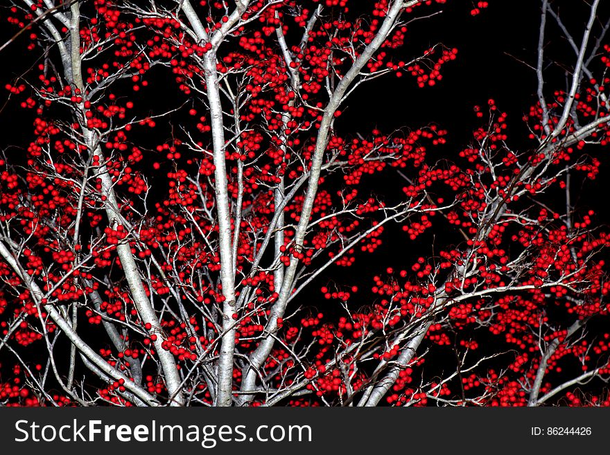 Red Ball Tree