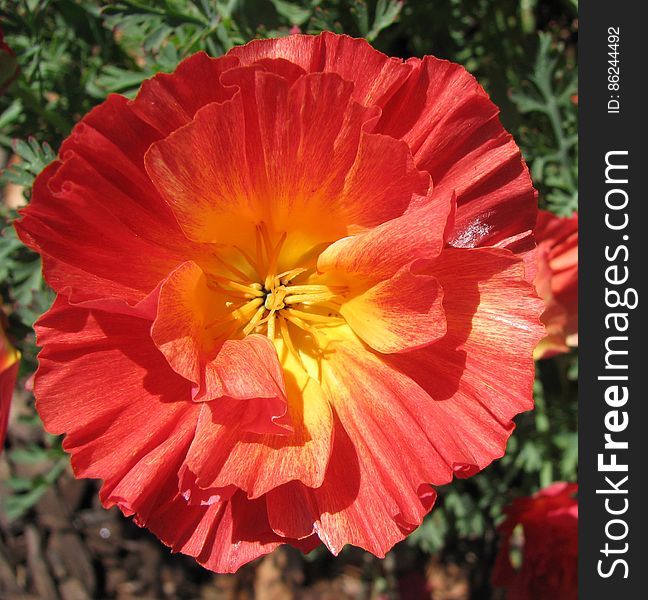 fluted salmon-colored poppy