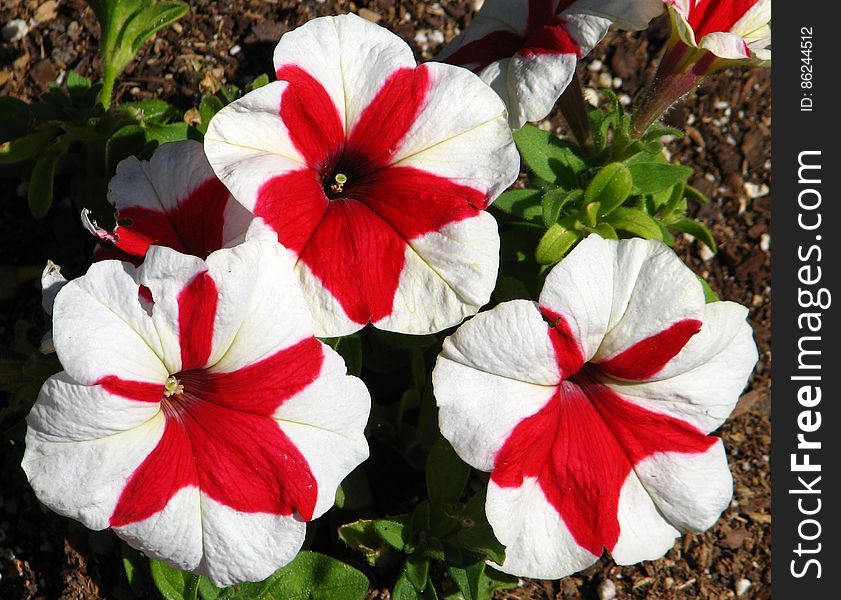 red-and-white pinwheel petunias