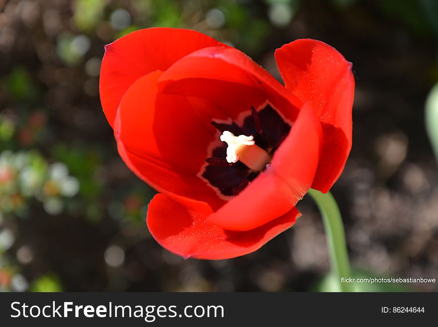 Spring Flower at sunny weather, beautiful HD Wallpeper. Spring Flower at sunny weather, beautiful HD Wallpeper
