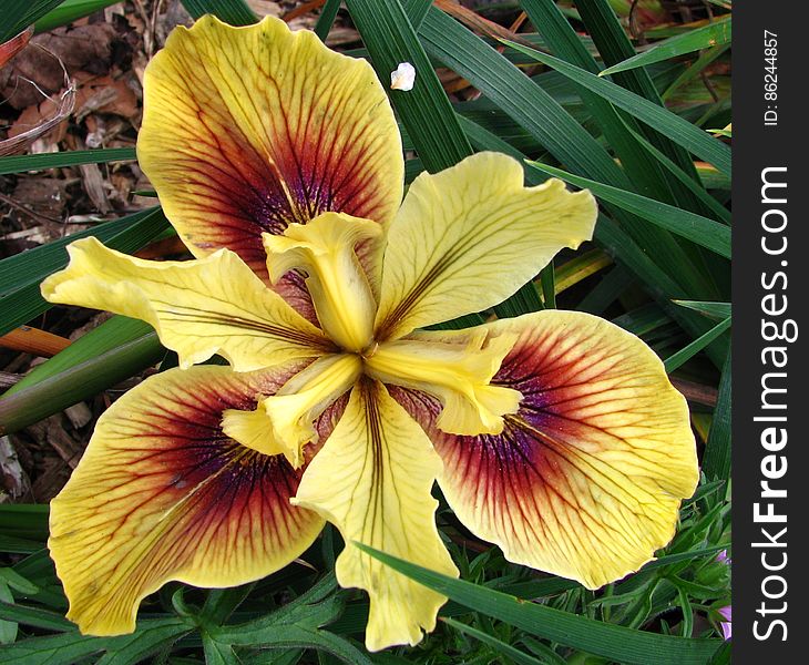 yellow-and-red dwarf iris