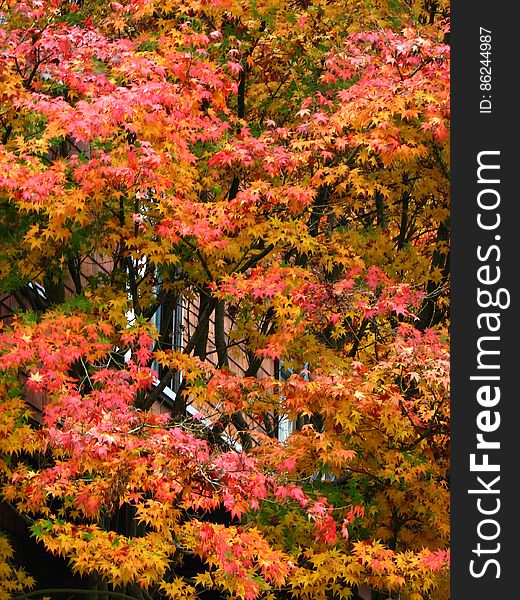 autumn maple tree 2