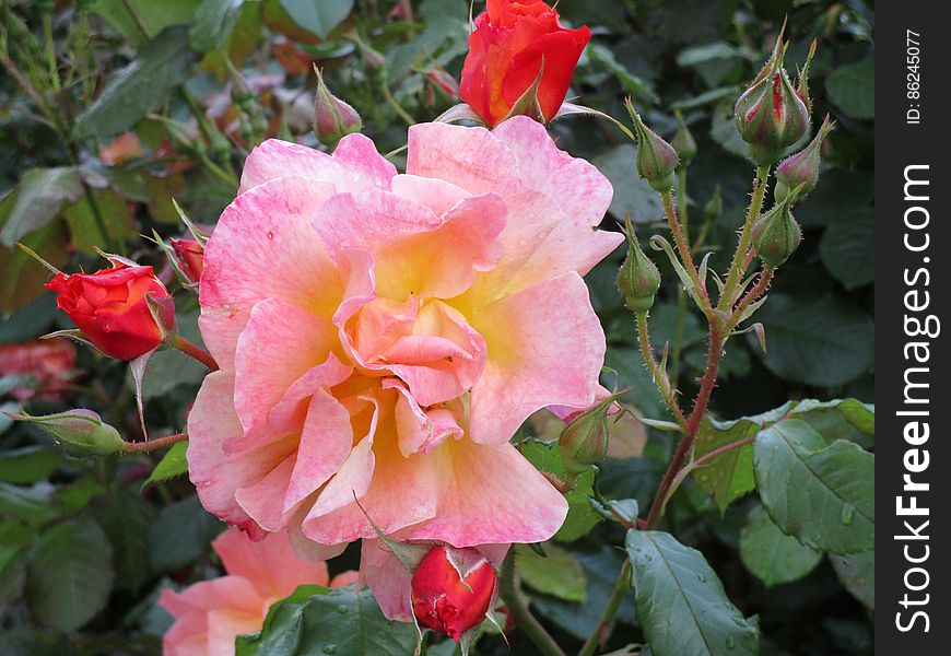 Flower, Plant, Botany, Hybrid tea rose, Petal, Pink