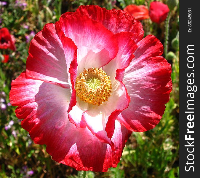 red-and-white poppy