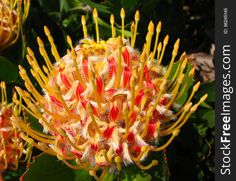 Red-and-yellow Protea 1