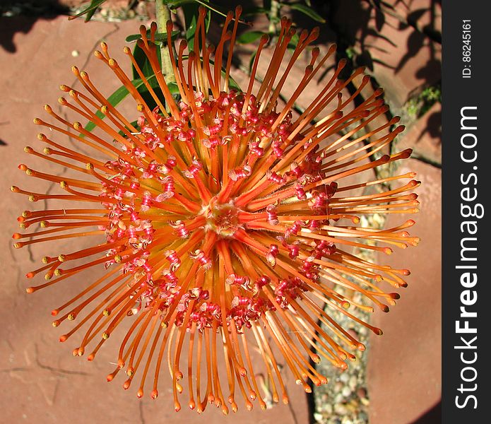 Red-and-yellow Protea 2