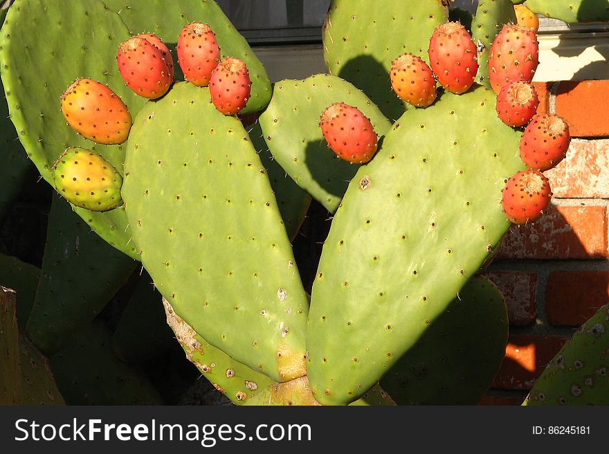 prickly-pear feet