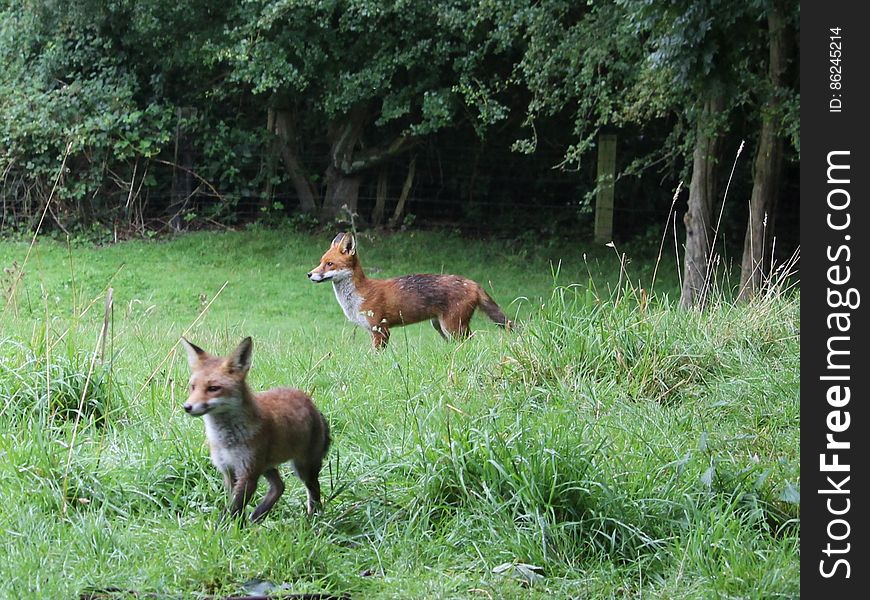 The pair of them appeared together after I had opened a 39 pence tin of dog food from ALDI. Wholemeal Bread, Ham, Cold Pasta & Sweetcorn had been put out for the Foxes by my neighbours this morning. Seen from the Wheelock Rail Trail in Sandbach, Cheshire 10/08/2016. The pair of them appeared together after I had opened a 39 pence tin of dog food from ALDI. Wholemeal Bread, Ham, Cold Pasta & Sweetcorn had been put out for the Foxes by my neighbours this morning. Seen from the Wheelock Rail Trail in Sandbach, Cheshire 10/08/2016