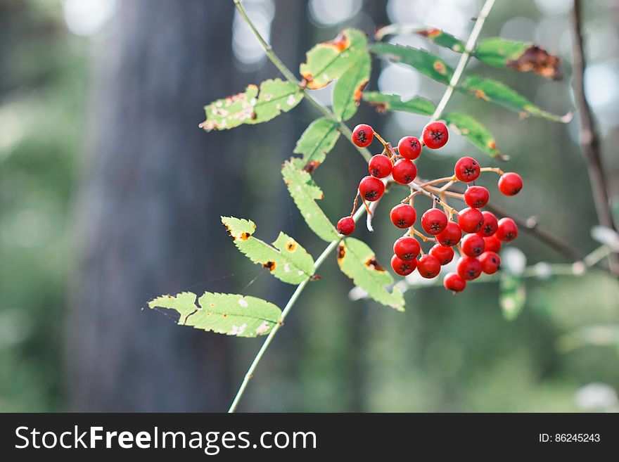 Sorbus aucuparia