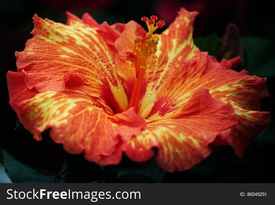 red-and-yellow hibiscus