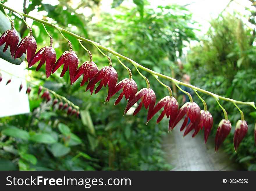 Hanging Red Flowers