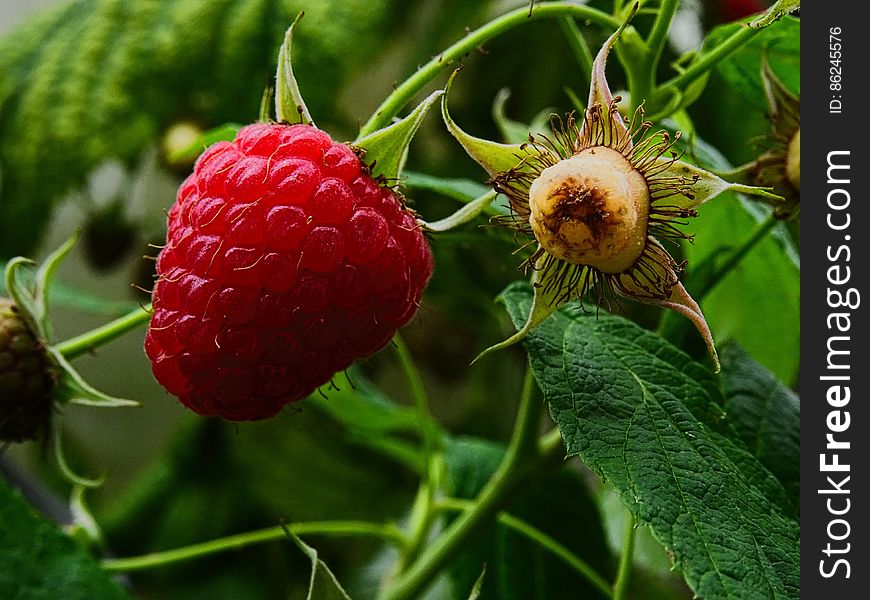 Raspberry - Rubus Idaeus