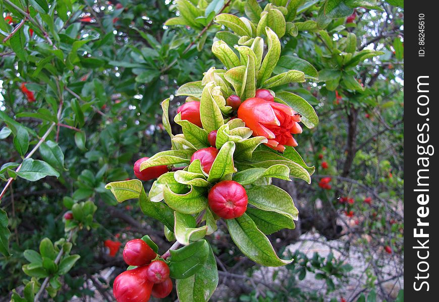 granaatappel -- pomegranate -- Punica granatum. granaatappel -- pomegranate -- Punica granatum