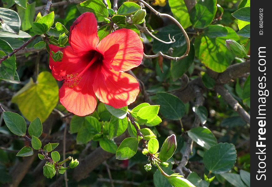 Hibiscus -- rose mallow -- Hibiscus