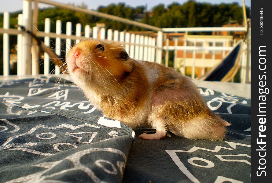 Cookie looking at the sky. Cookie looking at the sky...