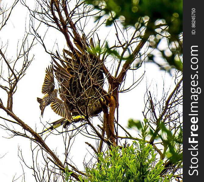 Yellow-tailed Black Cockatoo And Red Wattlebird