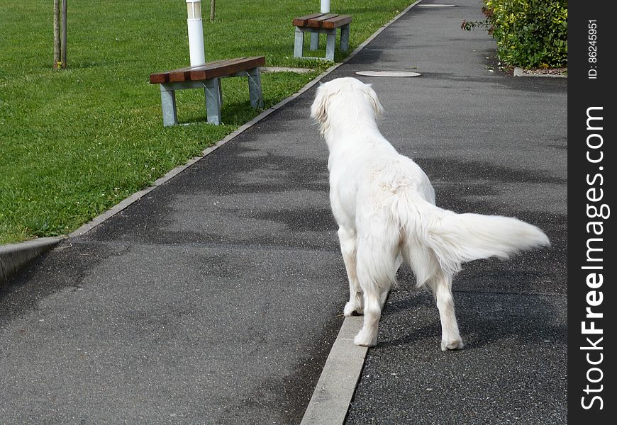 School dogs. School dogs.