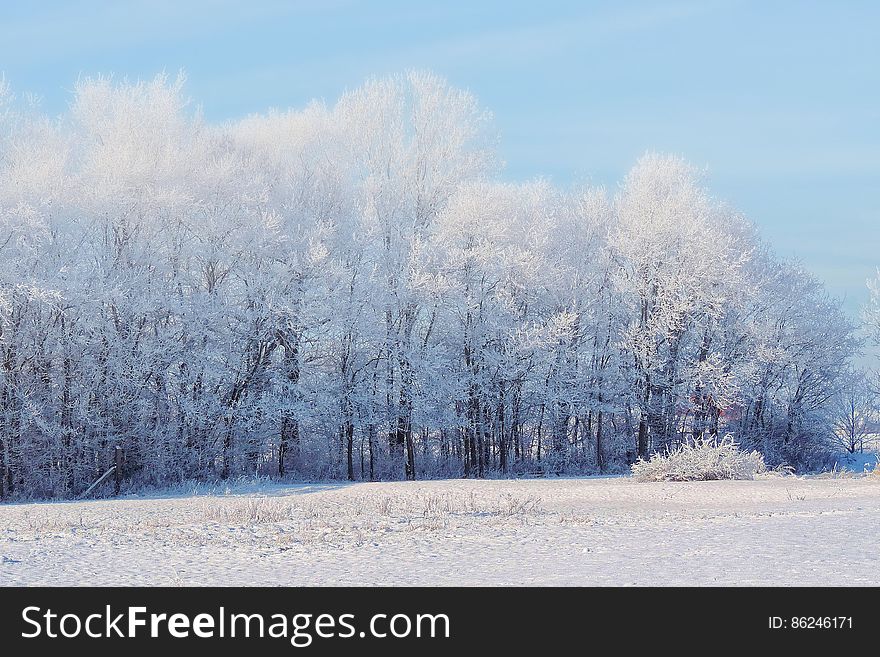 Scenic view of snow covered field and forest trees in winter. Scenic view of snow covered field and forest trees in winter.
