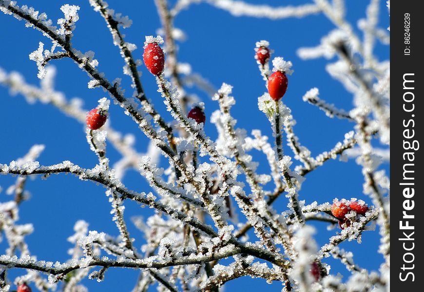 Red Berries On Frozen Hawthorn Tree