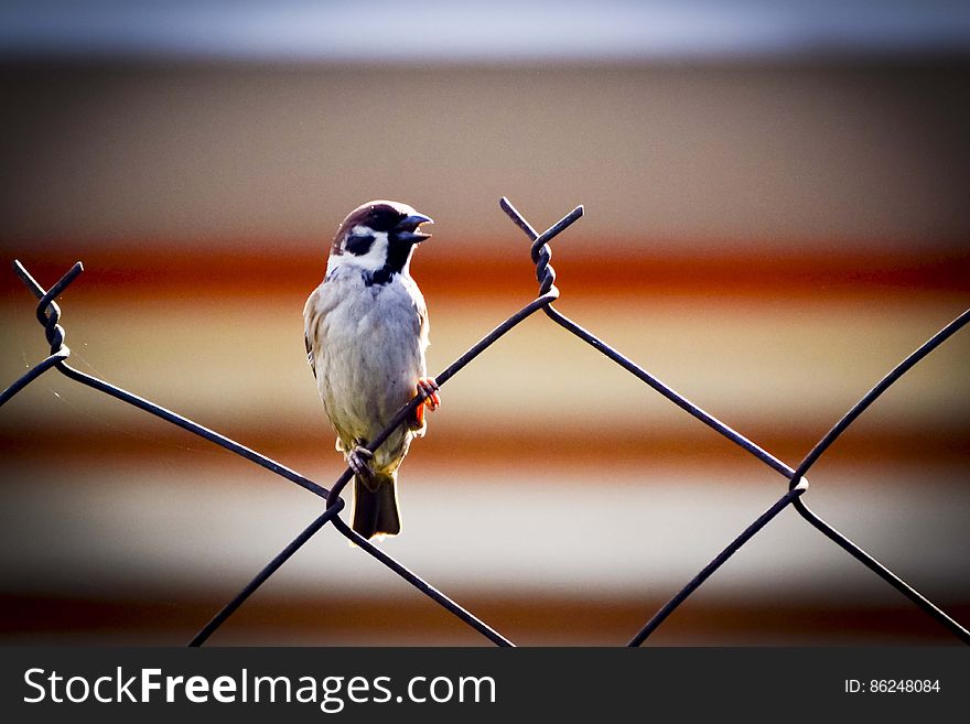 A close up of a sparrow perched on a wire fence. A close up of a sparrow perched on a wire fence.