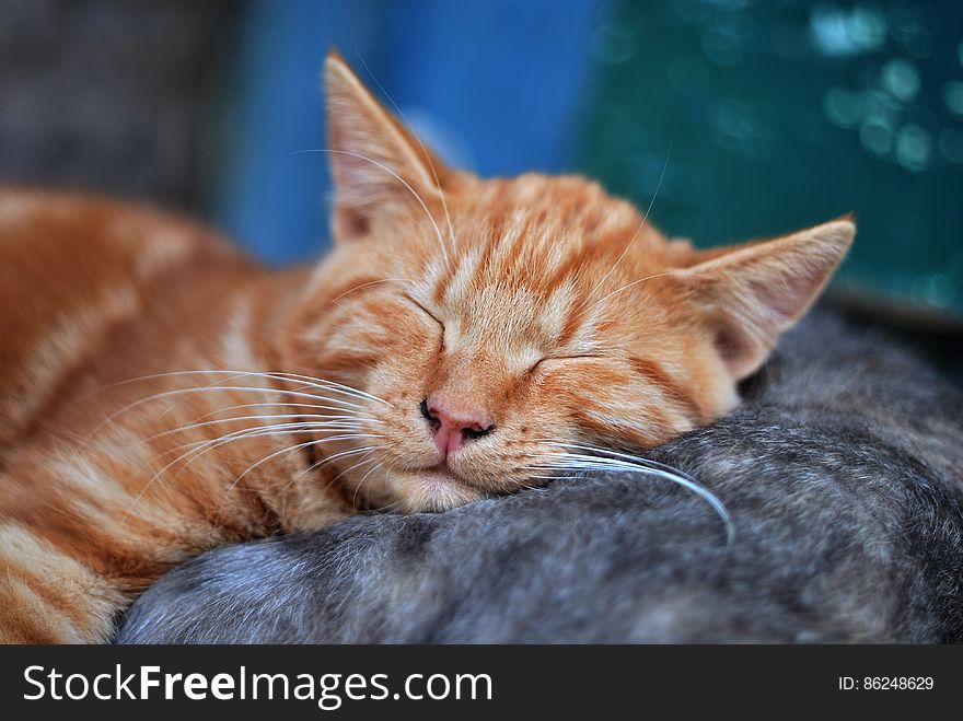 A close up of a kitten sleeping on the mother cat. A close up of a kitten sleeping on the mother cat.