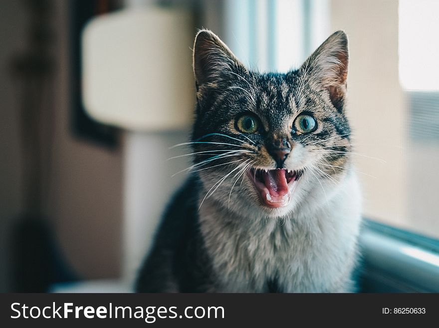Close-up Portrait of Cat Yawning
