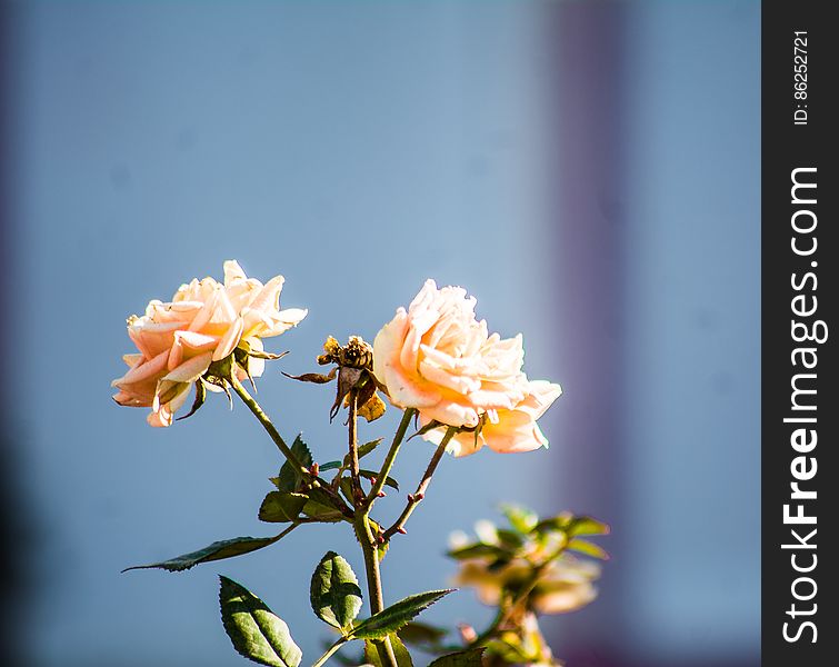 Close-up Of Flowers