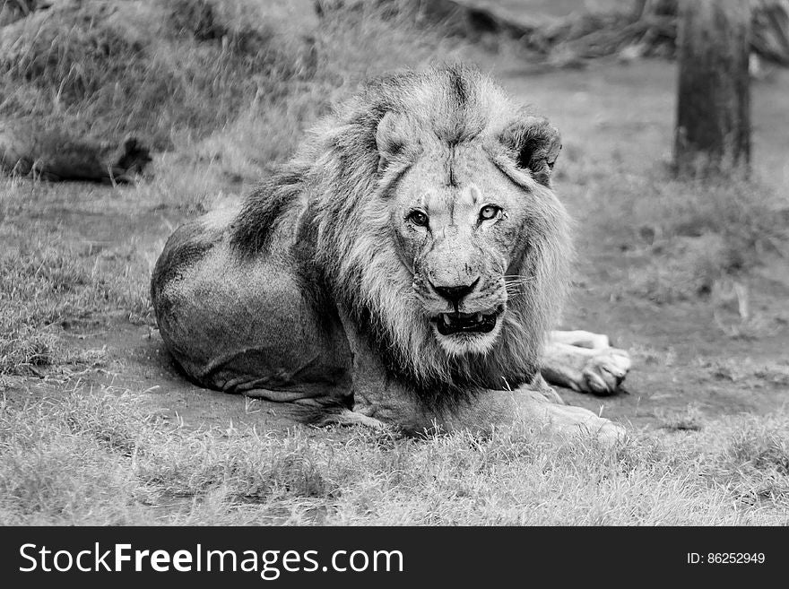 Portrait of Lion