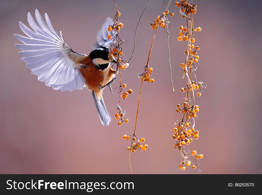 Brown And Grey Hummingbird Hovering Over Orange Fruit