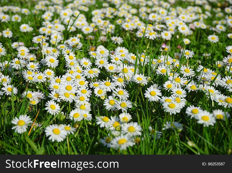 Field of White and Yellow Daisies