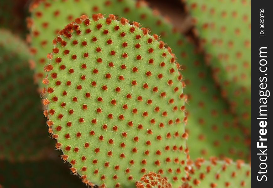 Macro Photography of Green and Red Leaf Plant