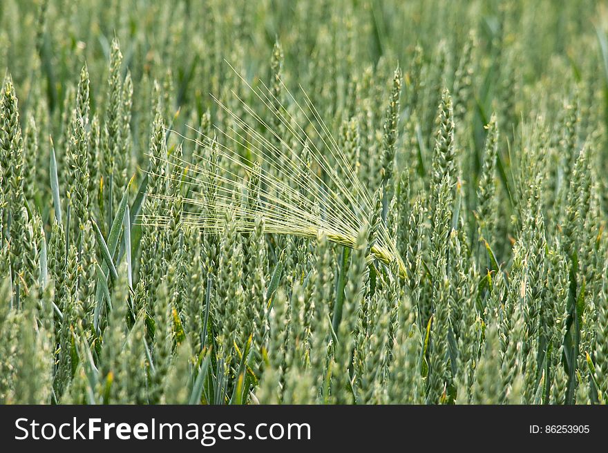 Green Grass Field