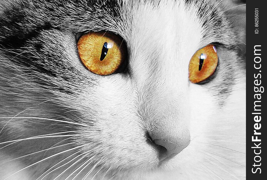 White and Gray Cat With Yellow Eyes in Selective Color Photography