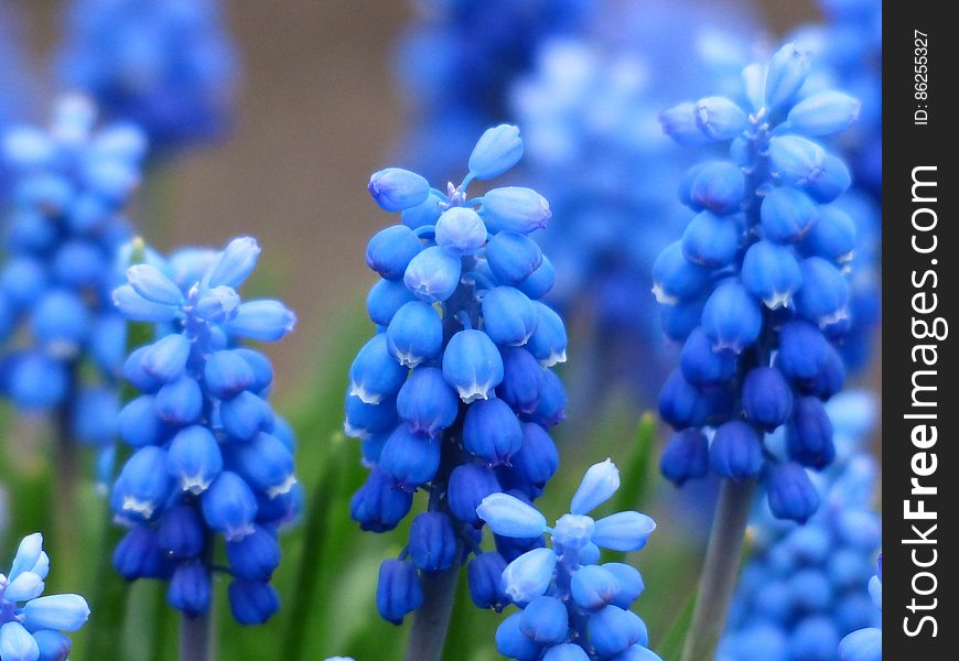 Blue And White Petaled Flower