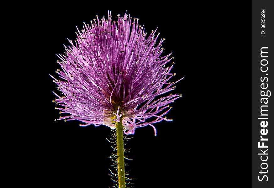 Purple Flower