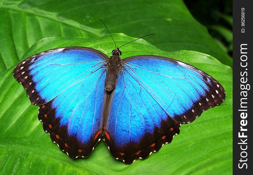 Blue and Black Butterfly