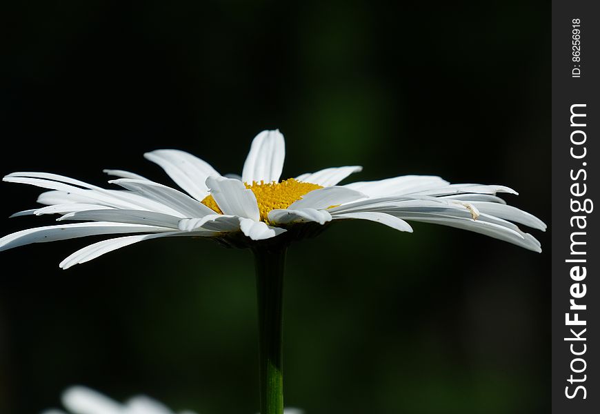 White Daisy Close Up Photo