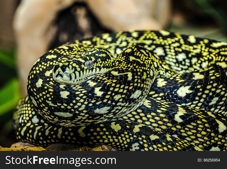 Yellow and Black Snake