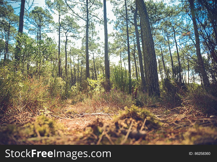 Trees and shrubs in sunny forest against blue skies. Trees and shrubs in sunny forest against blue skies.