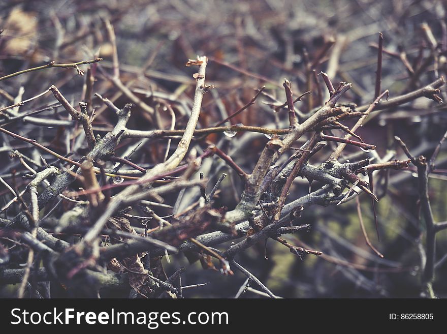 Twigs In A Forest