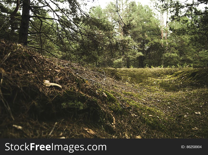 Sunny forest floor