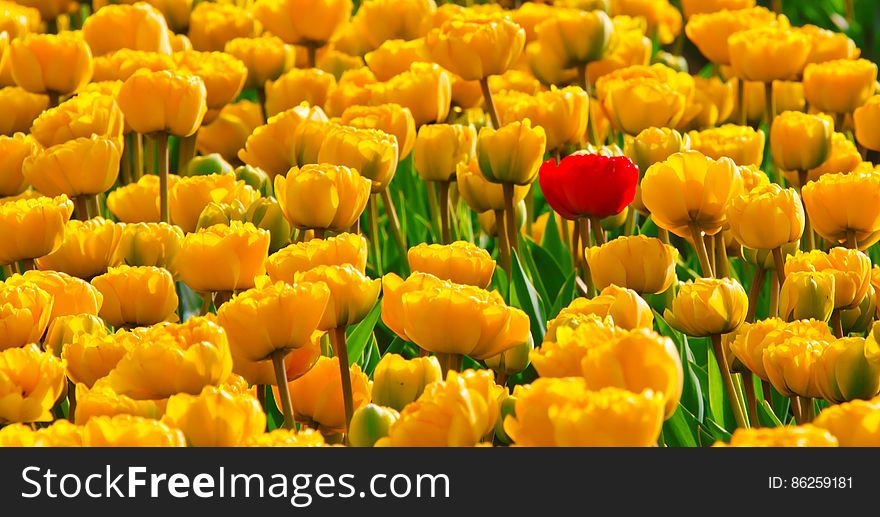Yellow Petaled Flowers With One Red Petaled Flower Mixed in